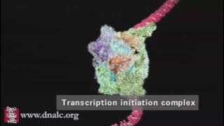 DNA Transcription (Advanced)