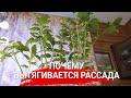 Почему вытягивается рассада