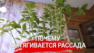 Почему вытягивается рассада