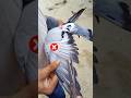 How to pigeon feather cutting short video #shorts #youtubeshorts #trending #bangladesh