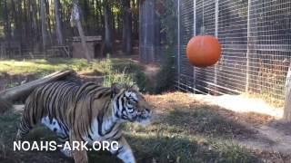 Doc, Tiger Scaredy Cat - Noahs Ark Animal Sanctuary