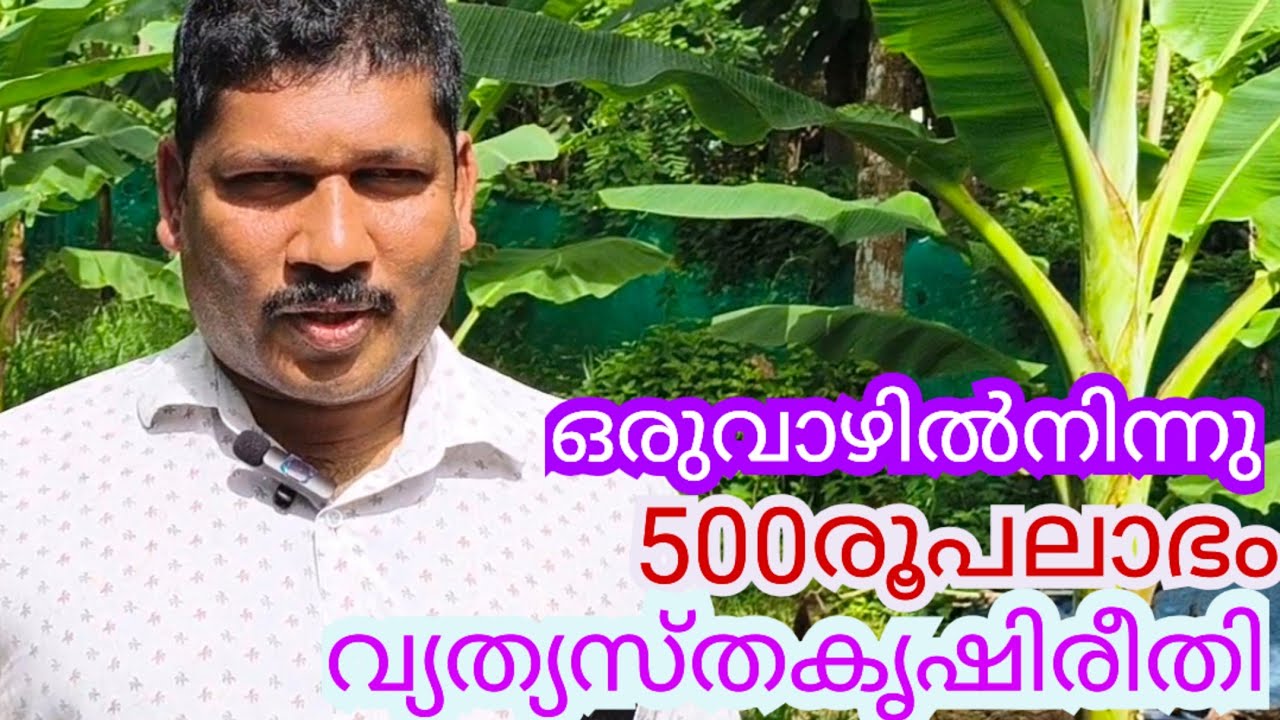 വലിയ കുലകൾ ലഭിക്കാൻ ഇങ്ങനെ ചെയ്യണം/ശരിയായ വളപ്രയോഗത്തിലൂടെ വലിയ കുലകൾ ലഭിക്കും/കൃഷി ലാഭകരമാക്കാൻ