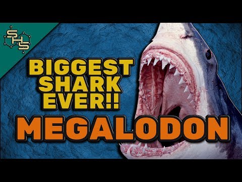 Megalodon Facts For Kids - Biggest Shark Ever