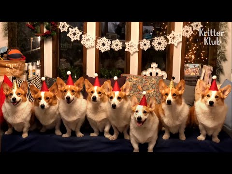 Video: Welsh Corgi Jopica: Značaj, Nega, Cene