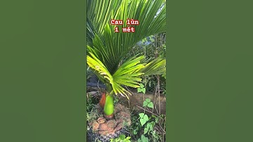 Cây cau lùn 1 mét #ngocnganbentre #shortvideo #caycanh #0386569374 #agriculture #gardening