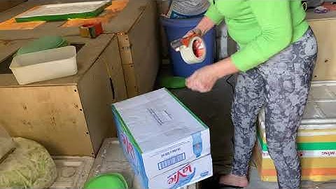 Khách mua tắc kè thương phẩm để ngâm rượu uống