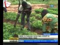 Naliendele Kufanyia Utafiti Mbegu Za Karanga 