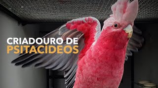 CACATUA ROSA | Criadouro de Aves Exóticas | #BIRDTV