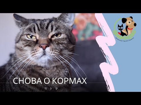 Видео: Почему нестерилизованные кошки пахнут?