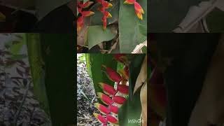 Beautiful Plant Short Resimi