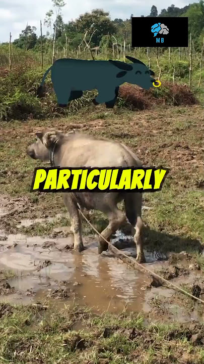 Amazing Funfacts about carabaos #interestingfacts #funfacts #facts #animals #carabao #youtubeshorts