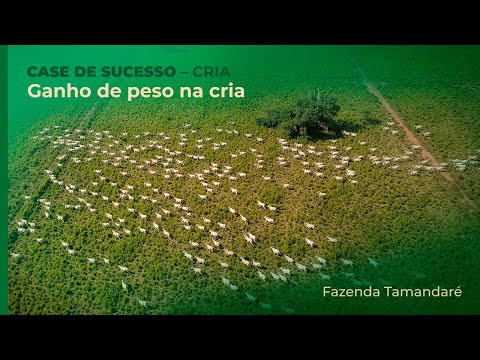 Criador do MT alcança 70% de taxa de desmama em bioma Pantanal