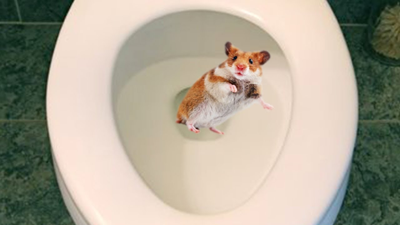 Woman Who Flushed 'Emotional Support Hamster' Down Toilet May Sue Airline