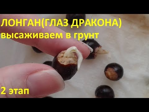 ЛОНГАН (глаз дракона) 2 этап