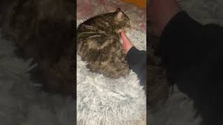 Previously stray and half blind cat loves Belly rubs | Kot by JOANNA AUD 229 views 1 month ago 1 minute, 21 seconds