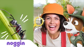 Full Episode: Troop Dragonfly searches for Ants w/Anakaren & Iggy