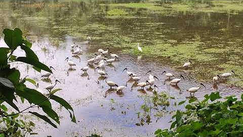 Migratory Birds at field after a flood