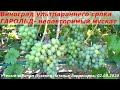 Виноград Гарольд- с одним из лучших  мускатов, ультрараннего срока созревания Пузенко Наталья