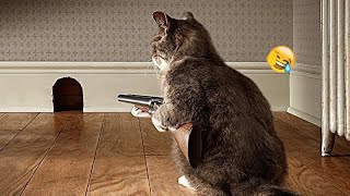 The Most Dramatic Dogs and cats are Waiting for You here!😽FUNNIEST Animal Videos 2024😸🐶 by CCA Pets 13,746 views 1 month ago 32 minutes