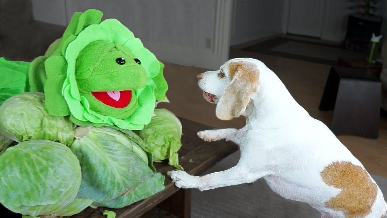 ⁣Dogs vs Annoying Cabbage Prank: Funny Dogs Maymo, Potpie & Penny
