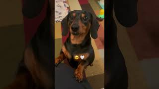 I Lost My Best Friend!😢😘#dog #dogs #dogshorts #dachshund #shorts #foryou #fyp #cute #pets