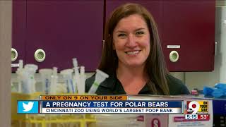 Zoo using polar bear poop for science