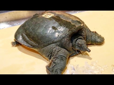 Vidéo: Comment Faire Une Salade De Tortue