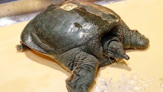 【JAPANESE DELICACY SUPPON 】CLEAN & COOK SOFTSHELL TURTLE !!!