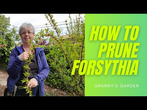 HOW TO PRUNE FORSYTHIA