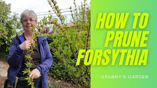 HOW TO PRUNE FORSYTHIA screenshot 4