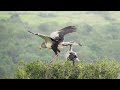 Activities & Wildlife
