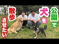 公園で犬を散歩させたい