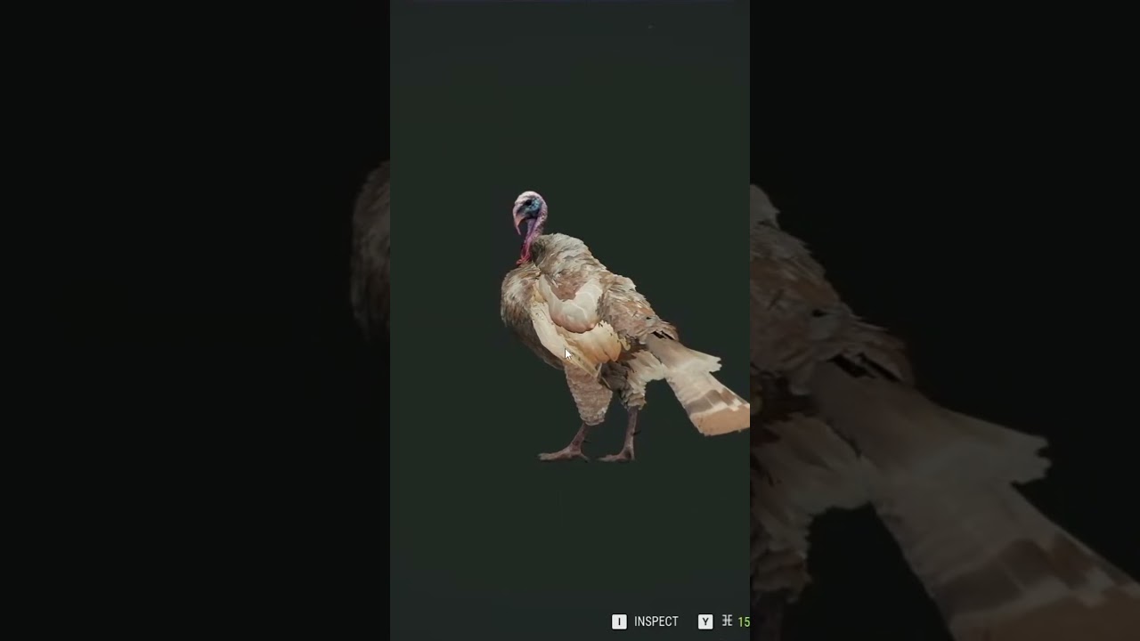 Literally RAN INTO My Favorite Turkey Rare! 