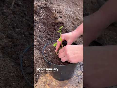 Video: Způsoby použití citrusových slupek – tipy pro pěstování semen v citrusových slupkách
