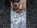 ã©ããã£ãŠæã£ãŠåž°ãã(ç¬)ã#Shorts #ãããã #æåŸãŸã§èŠãŠ #TikTok #ããºã