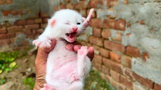 homeless kittens looking for their mother cat