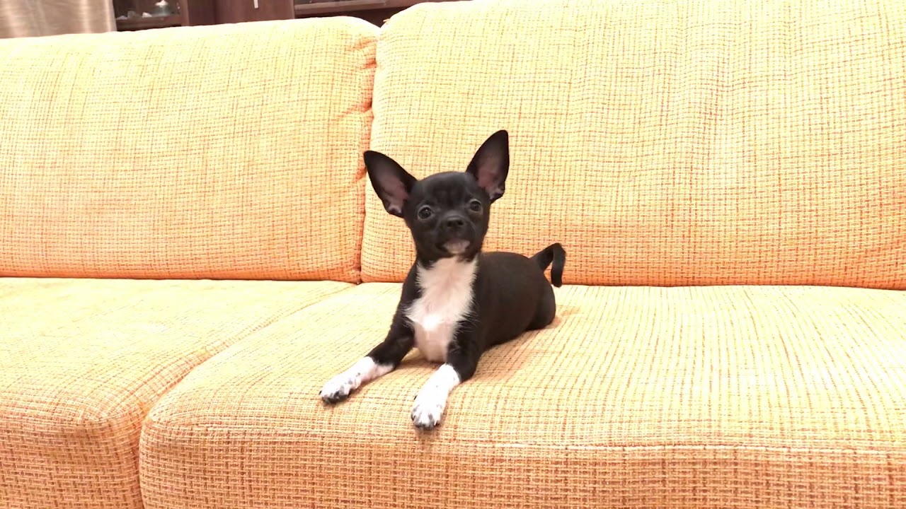 Собака поет. Черный чихуахуа - YouTube