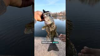 Can I catch a fishy before work?