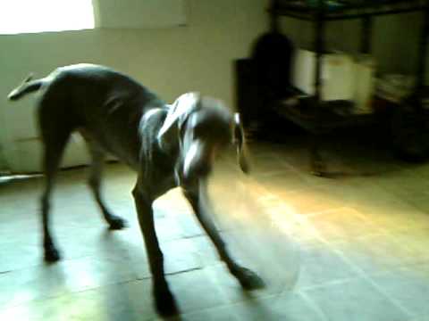 mentalist weimaraner