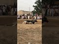 High Speed Bulls Circle Race Competition In Mela #villagelife #shortvideo #shorts