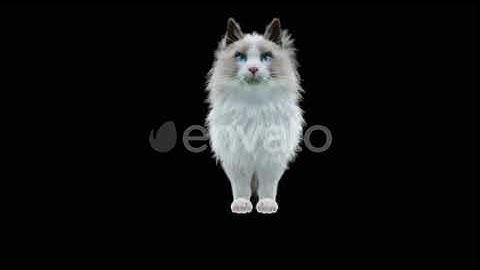 Cat HD | Motion Graphics - Envato elements