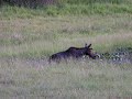 Moose playing in the water. (Robin's video)