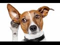 Simple Tips on How to Train a Deaf Dog Simple Tips on How to Train a Deaf Dog