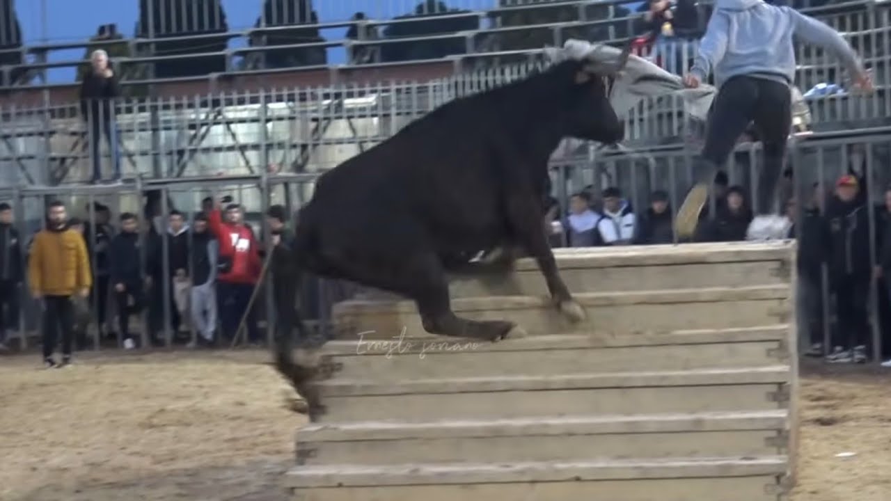 Laura Parejo en Moncada hoy 3 Enero 2026 toros bravos . Bonita tarde !!!