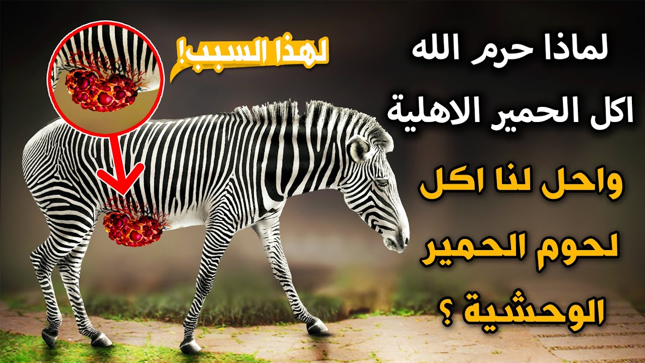 لماذا حرم الله اكل الحمير الاهلية واعتبرها فسق وفجور واحل لنا اكل لحوم الحمير الوحشية ستندهش Youtube