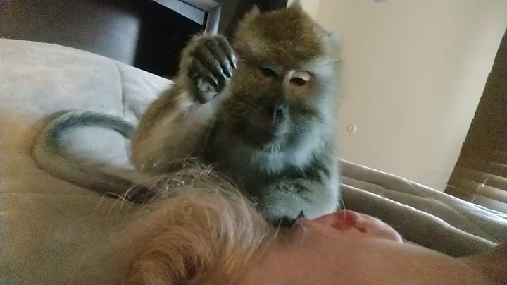 ASMR Monkey Bugs Bullock Cleans My Ear