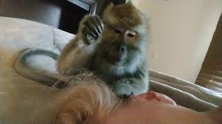 ASMR Monkey Bugs Bullock Cleans My Ear