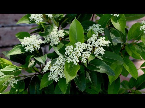 Video: Hvordan Man Tegner Et Viburnum