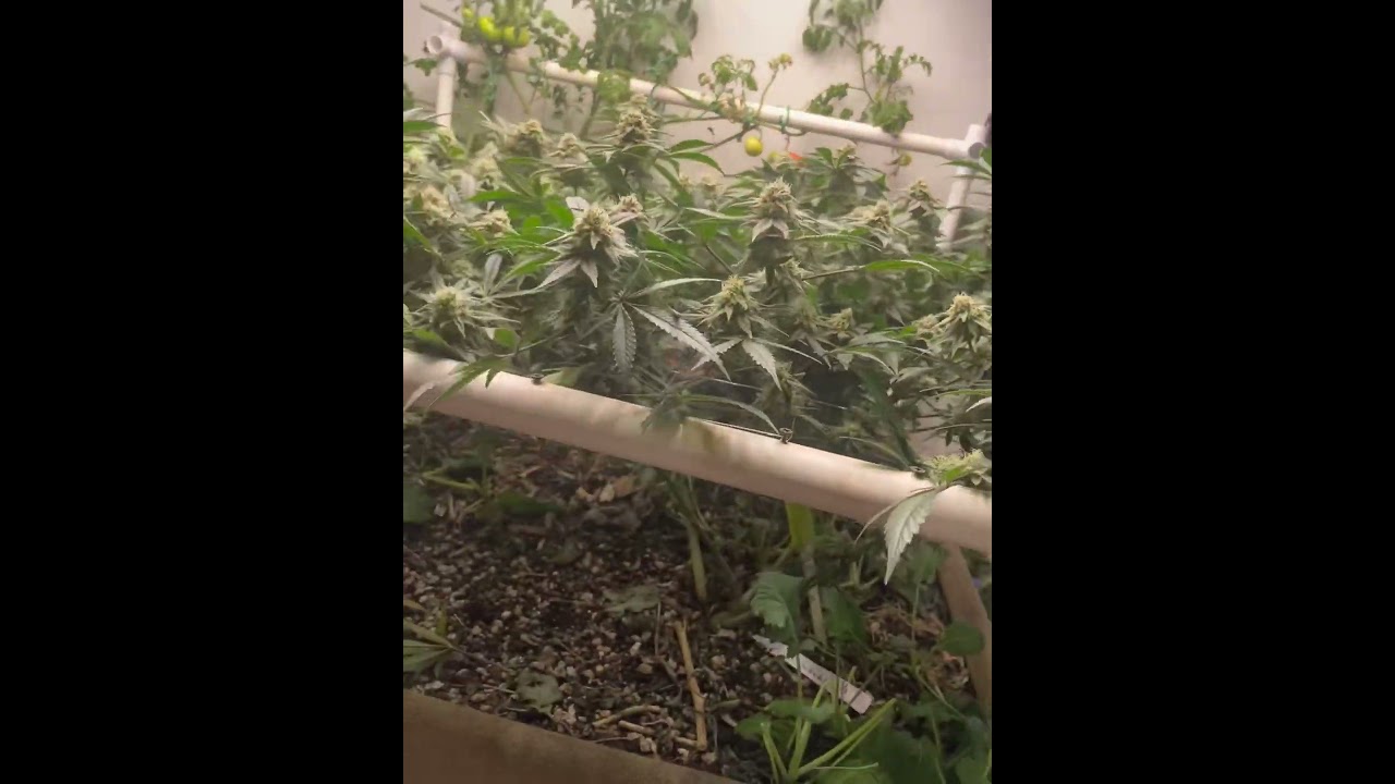 Week 6 Flower Sherbadelic