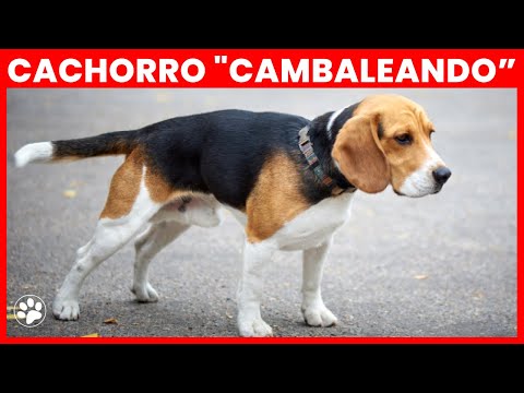 Vídeo: Cães de três patas podem caminhar?